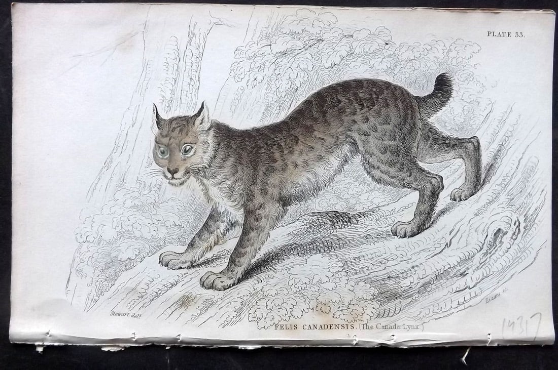 Jardine, William 1834 Hand Col Print. Canada Lynx 33 (1 of 1)