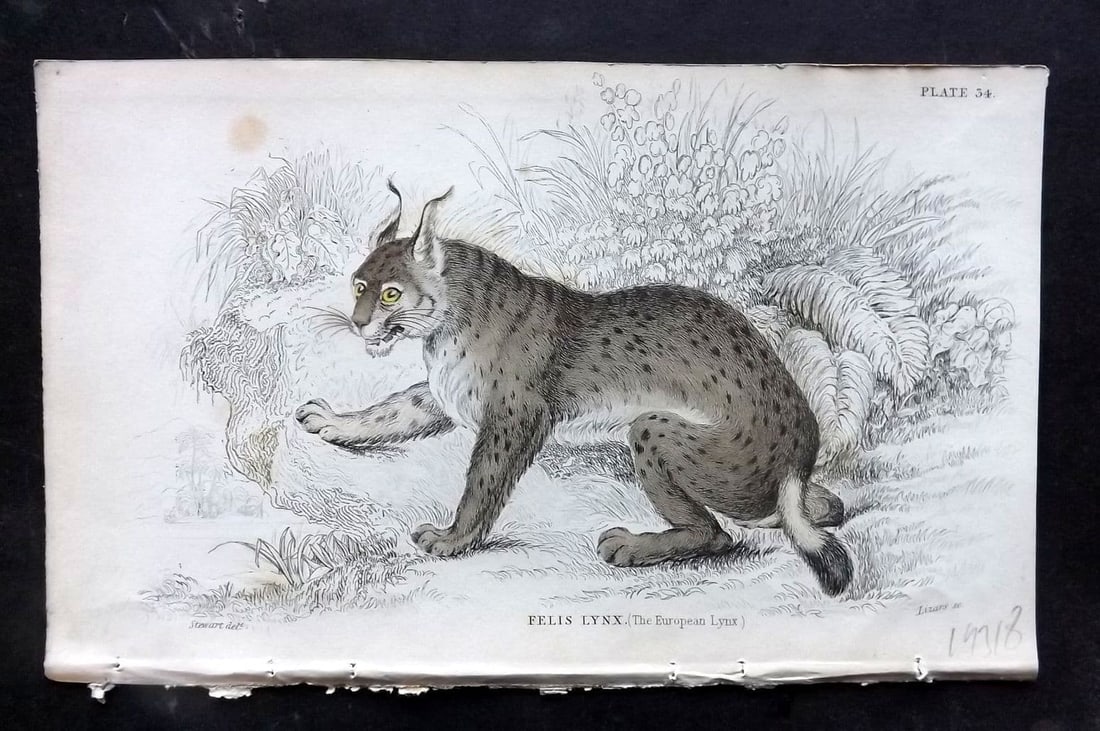 Jardine, William 1834 Hand Col Print. European Lynx 34 (1 of 1)