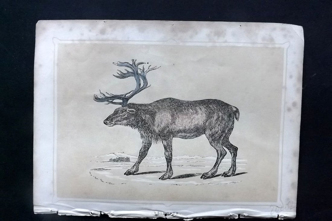 Morris, Francis 1852 Antique Print. Reindeer: Antique Colour Printed Woodblock Published 1852, London for "Book of Natural History" by The Rev. Francis Morris Orpen. Some plates with additional hand colour. Paper Size: 7 x 5 inch (18 x 13cm) Toni