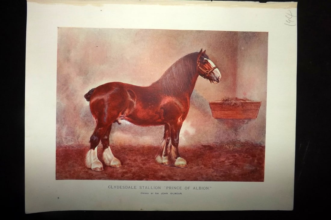 Prince-Sheldon, J. 1902 Horse Print. Clydesdale Stallion "Prince of Albion": Offset Lithographs Published 1902, Cassell and Co., London for "Live Stock in Health and Disease" by Professor J. Prince-Sheldon. Paper Size: 10.5 x 8 inch (27 x 21cm) Good Condition
