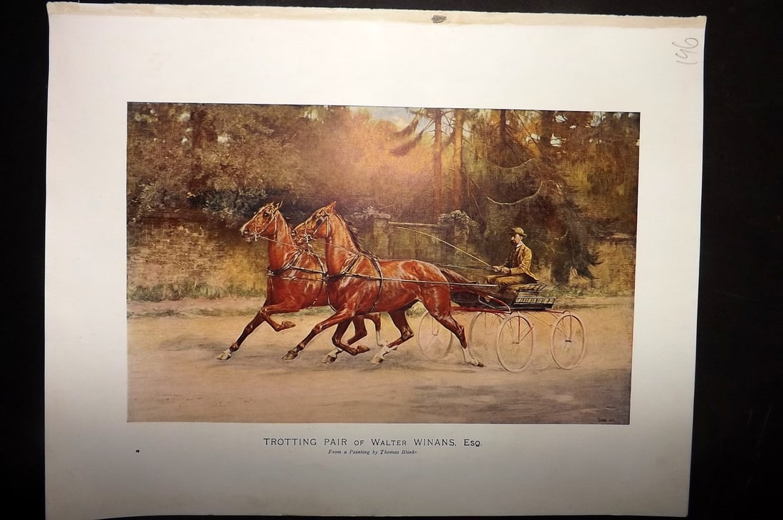 Prince-Sheldon, J. 1902 Horse Print. Trotting Pair of Walter Winans: Offset Lithographs Published 1902, Cassell and Co., London for "Live Stock in Health and Disease" by Professor J. Prince-Sheldon. Paper Size: 10.5 x 8 inch (27 x 21cm) Good Condition