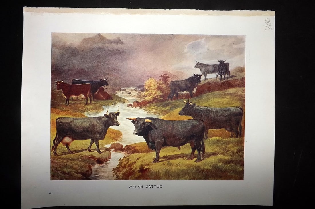 Prince-Sheldon, J. 1902 Print. Welsh Cattle (1 of 1)