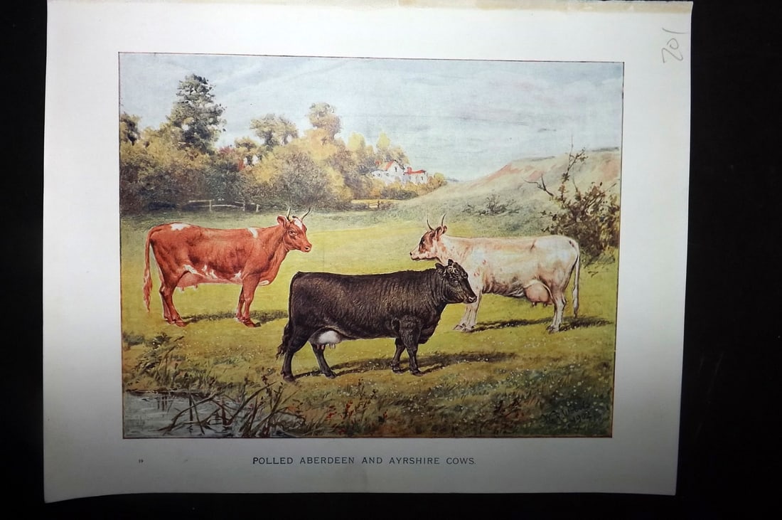 Prince-Sheldon, J. 1902 Print. Polled Aberdeen and Ayrshire Cows (1 of 1)