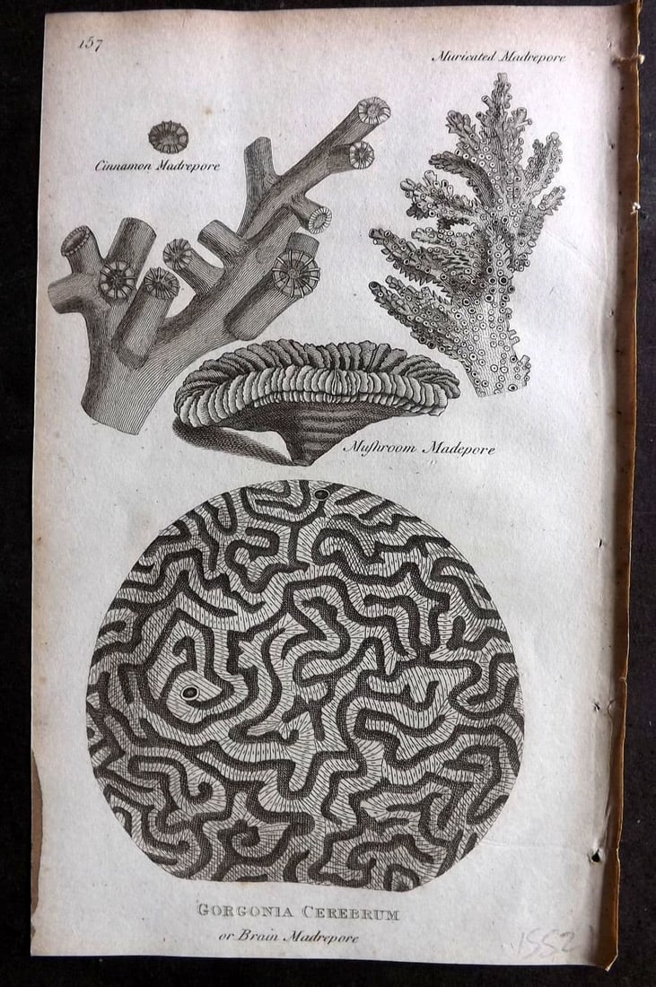 Shaw, George 1809 Antique Print. Gorgonia Cerebrum or Brain Madrepore 157 (1 of 1)