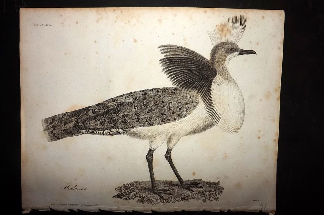 Bruce, James 1813 Antique Bird Print. Houbarra: Copper Plate Published 1813, Edinburgh for "Travels to discover the source of the Nile" by James Bruce. Paper Size: 12 x 9 inch (30 x 23cm) Some toning present
