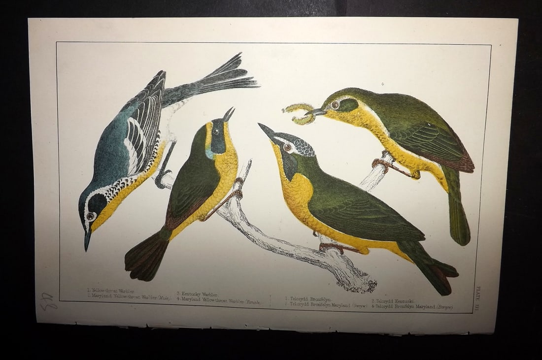 Goldsmith, Oliver C1855 Hand Col Bird Print Yellow Thorat, Maryland & Kentucky Warbler 56 (1 of 1)