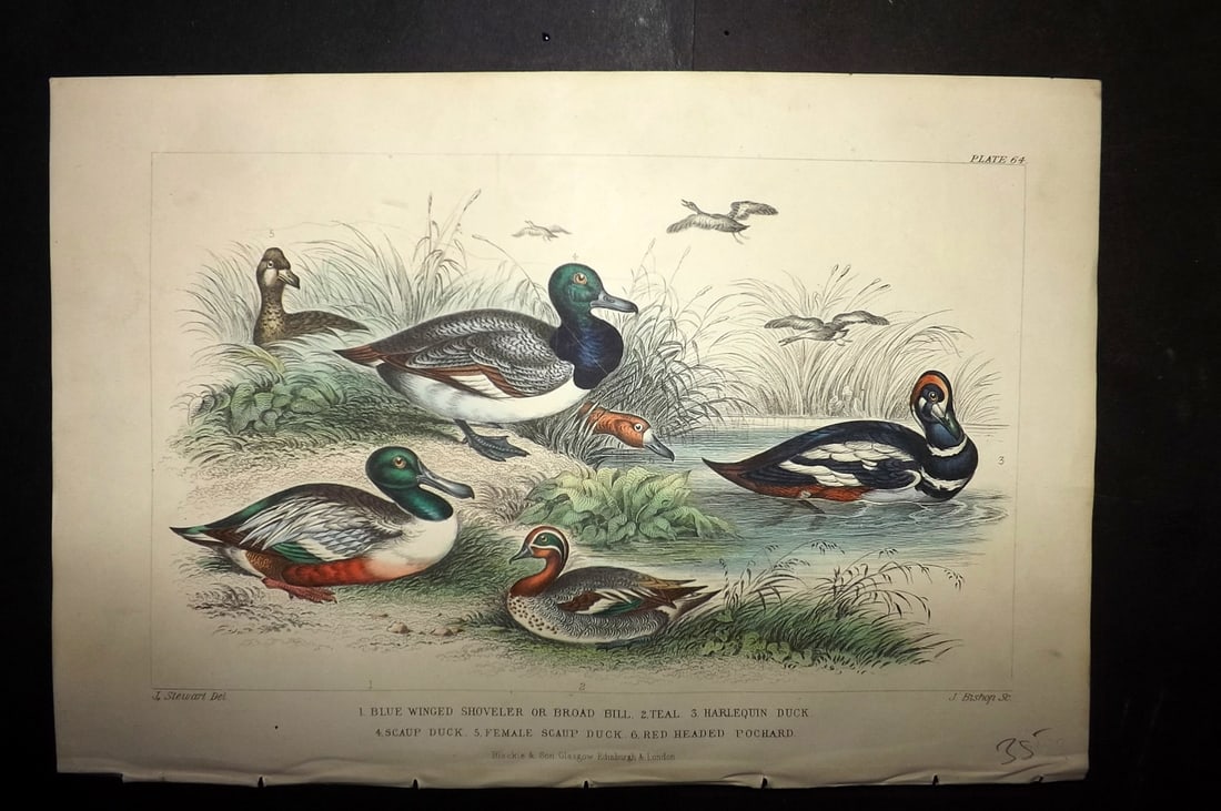 Goldsmith, Oliver 1856 HCol Bird Print. Blue Winged Shoveler, Teal, Harlequin Duck 64 (1 of 1)