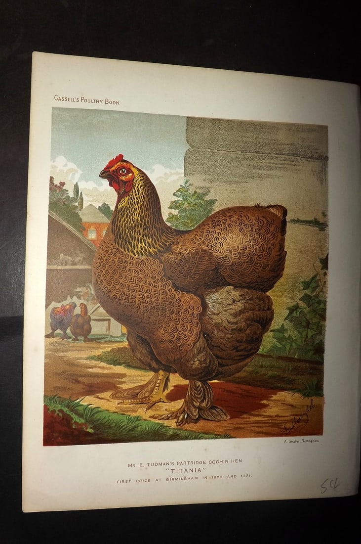 Ludlow & Wright 1885 Poultry Print. Tudman's Partridge Cochin Hen "Titania" (1 of 1)