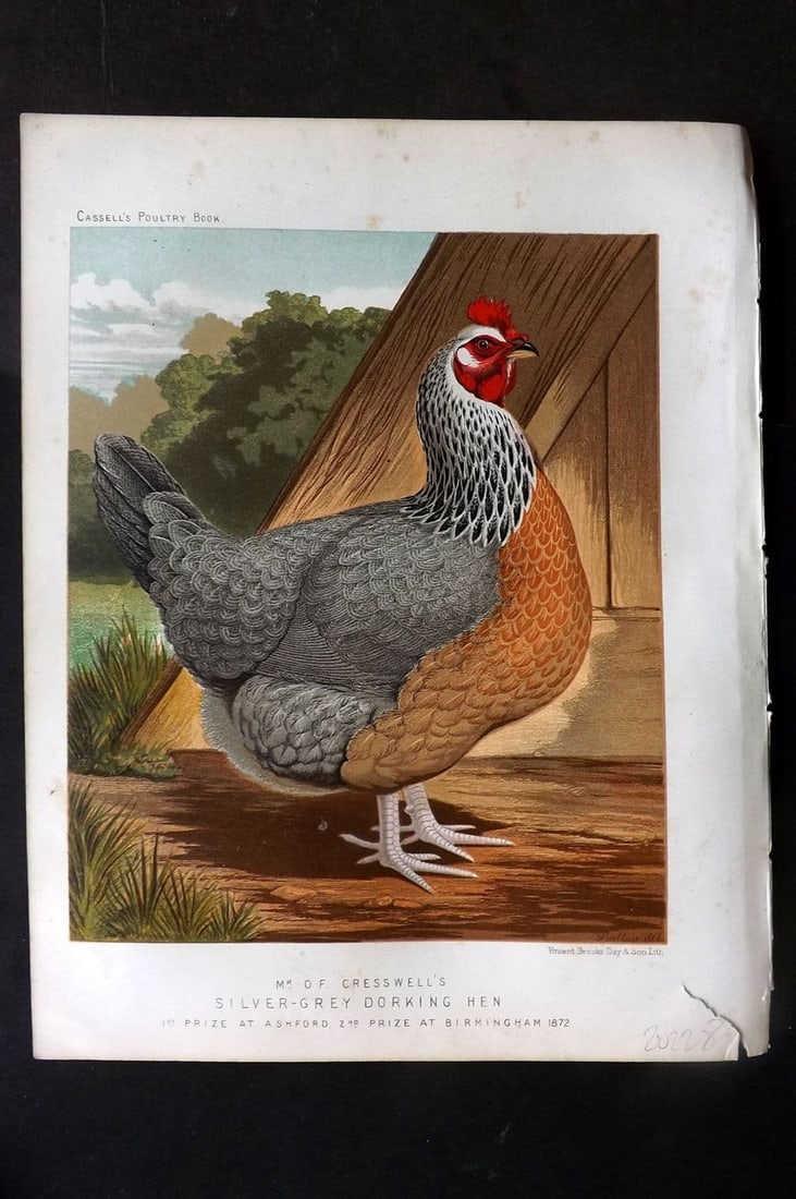 Ludlow & Wright 1885 Poultry Print. Cresswell's Silver-Grey Dorking Hen: Antique Chromolithograph Published 1885 by Cassell & Co., London for "The Illustrated Book of Poultry" by Lewish Wright. Illustrated by J. W. Ludlow. Paper Size: 10.5 x 8 inch (27 x 20cm) Very minor m