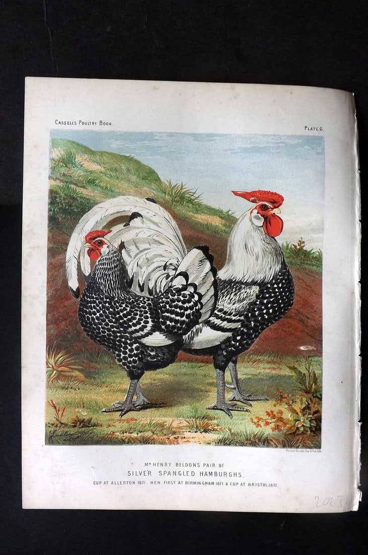 Ludlow & Wright 1885 Poultry Print. Beldon's Pair of Silver Spangled Hamburghs: Antique Chromolithograph Published 1885 by Cassell & Co., London for "The Illustrated Book of Poultry" by Lewish Wright. Illustrated by J. W. Ludlow. Paper Size: 10.5 x 8 inch (27 x 20cm) Very minor m