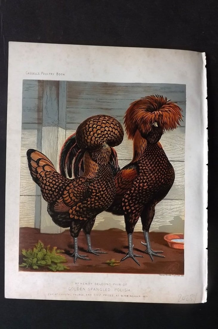 Ludlow & Wright 1885 Poultry Print. Boldon's Pair of Golden Spangled Polish: Antique Chromolithograph Published 1885 by Cassell & Co., London for "The Illustrated Book of Poultry" by Lewish Wright. Illustrated by J. W. Ludlow. Paper Size: 10.5 x 8 inch (27 x 20cm) Some margin 
