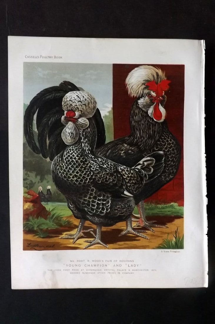 Ludlow & Wright 1885 Print. Wood's Pair of Houdans "Young Champion" and "Lady": Antique Chromolithograph Published 1885 by Cassell & Co., London for "The Illustrated Book of Poultry" by Lewish Wright. Illustrated by J. W. Ludlow. Paper Size: 10.5 x 8 inch (27 x 20cm) Good Conditi