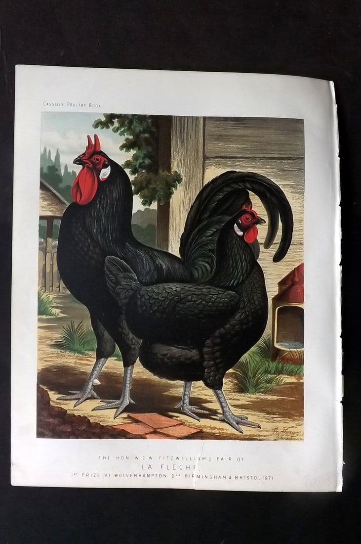 Ludlow & Wright 1885 Poultry Print. Fitzwilliams Pair of La Fleche (1 of 1)