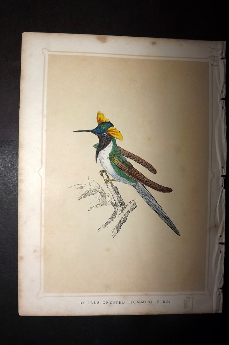 Morris, Francis 1852 Bird Print. Double Crested Hummingbird: Colour Printed Woodblock Published 1852, London for "Book of Natural History" by The Rev. Francis Morris Orpen. Some plates with additional hand colour. Paper Size: 7 x 5 inch (18 x 13cm) Some toning,