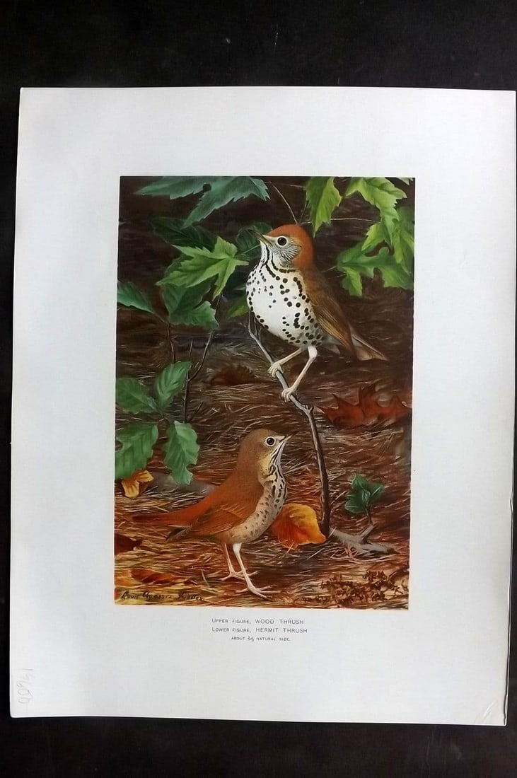 Ridgway & Fuertes 1902 Folio Bird Print. Wood & Hermit Thrush (1 of 1)