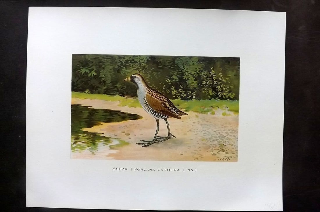 Ridgway & Fuertes 1902 Folio Bird Print. Sora (1 of 1)