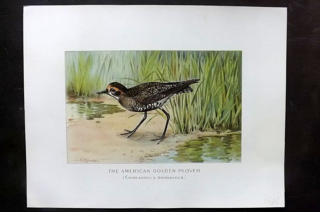 Ridgway & Fuertes 1902 Folio Bird Print. American Golden Plover (1 of 1)