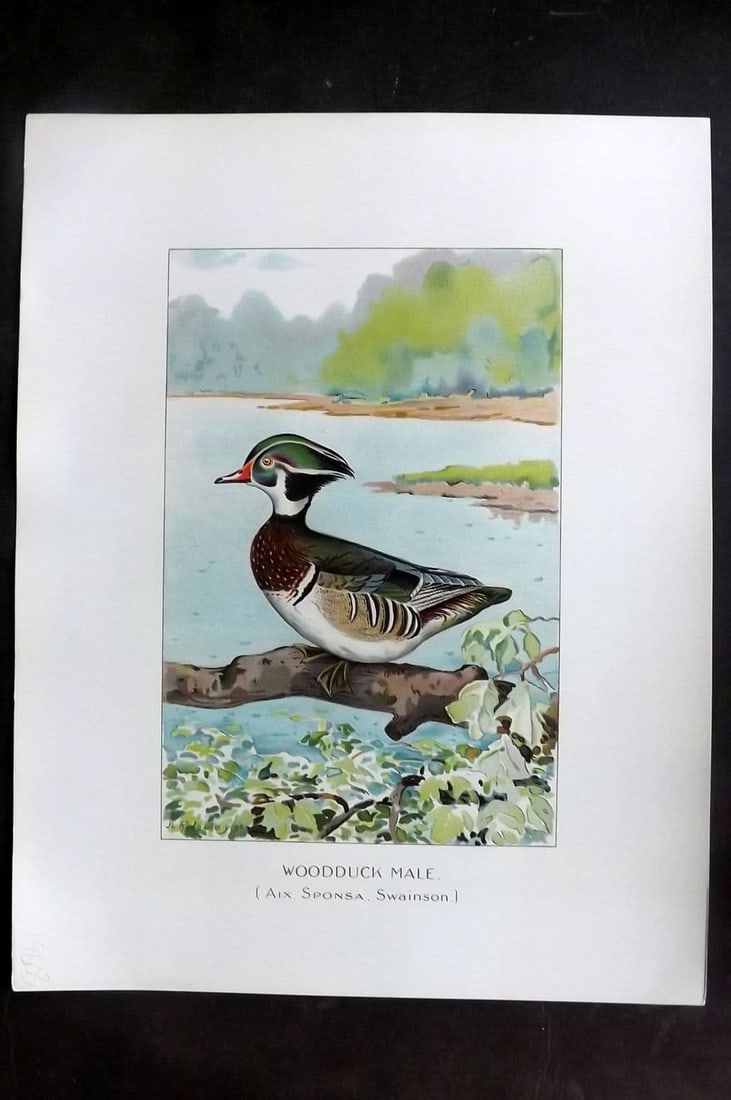 Ridgway & Fuertes 1902 Folio Bird Print. Woodduck Male (1 of 1)