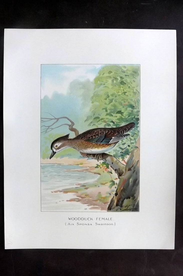 Ridgway & Fuertes 1902 Folio Bird Print. Woodduck Female (1 of 1)