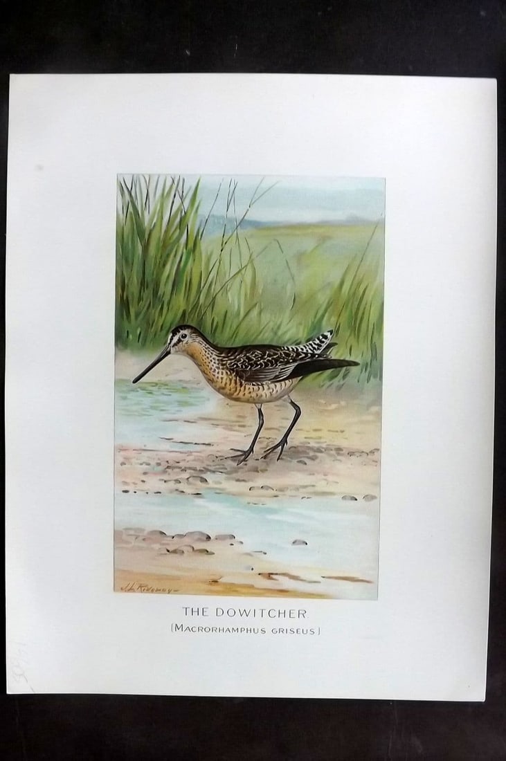 Ridgway & Fuertes 1902 Folio Bird Print. Dowitcher: Antique Chromolithograph Published 1902, Albany for "Fish and Game of the State of New York. Seventh Report" First and Deluxe Edition by the Forest, Fish and Game Commission of New York. Illustrated b