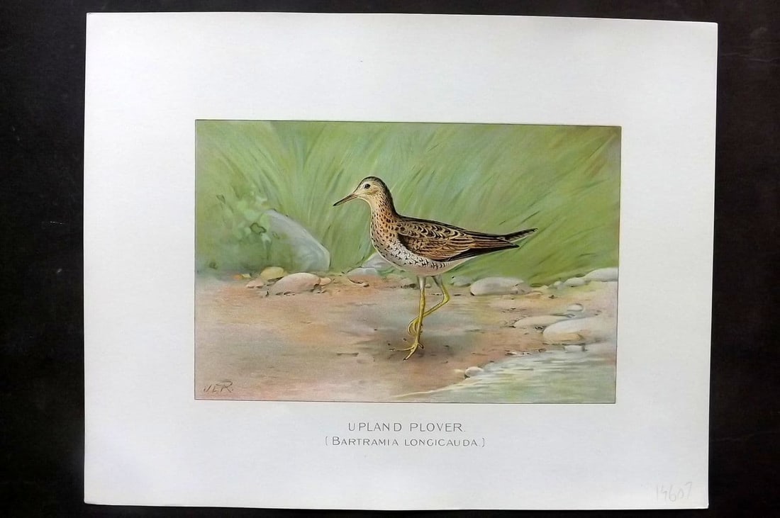 Ridgway & Fuertes 1902 Folio Bird Print. Upland Plover (1 of 1)