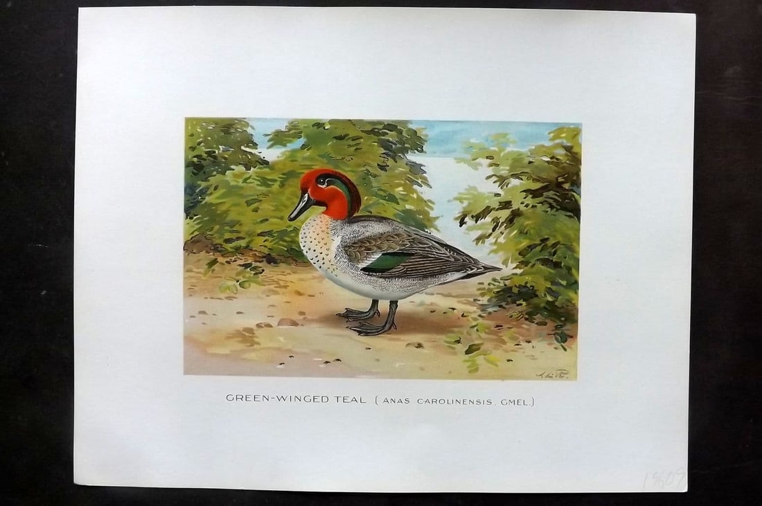 Ridgway & Fuertes 1902 Folio Bird Print. Green Winged Teal (1 of 1)