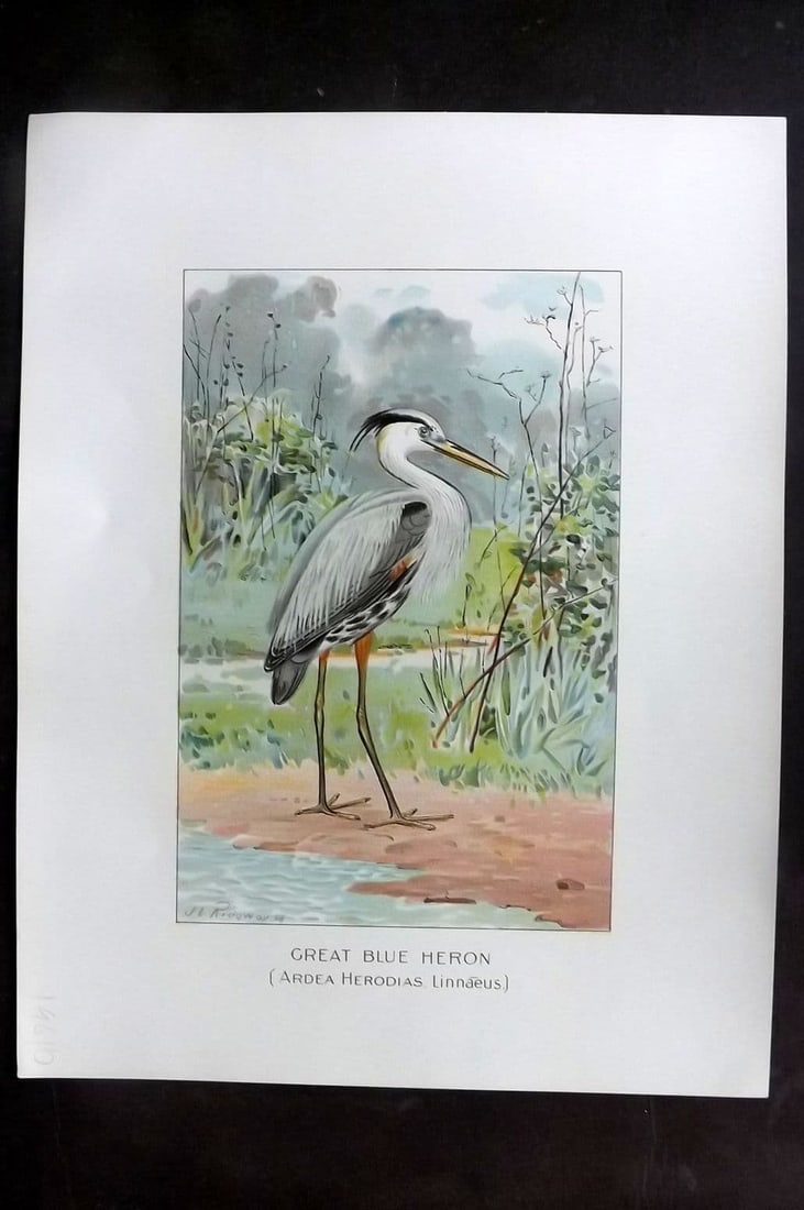 Ridgway & Fuertes 1902 Folio Bird Print. Great Blue Heron (1 of 1)