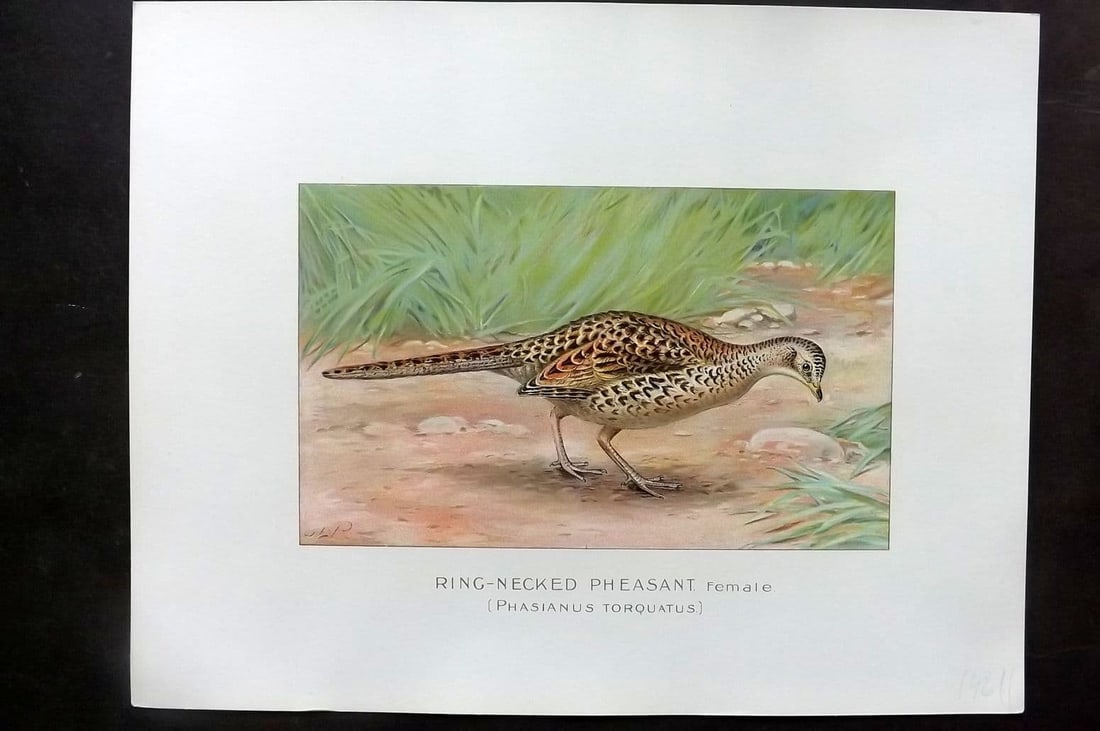 Ridgway & Fuertes 1902 Folio Bird Print. Ring Necked Pheasant: Antique Chromolithograph Published 1902, Albany for "Fish and Game of the State of New York. Seventh Report" First and Deluxe Edition by the Forest, Fish and Game Commission of New York. Illustrated b