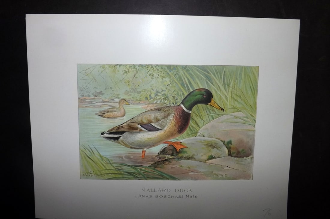 Ridgway & Fuertes 1902 Folio Bird Print. Mallard Duck - Male (1 of 1)