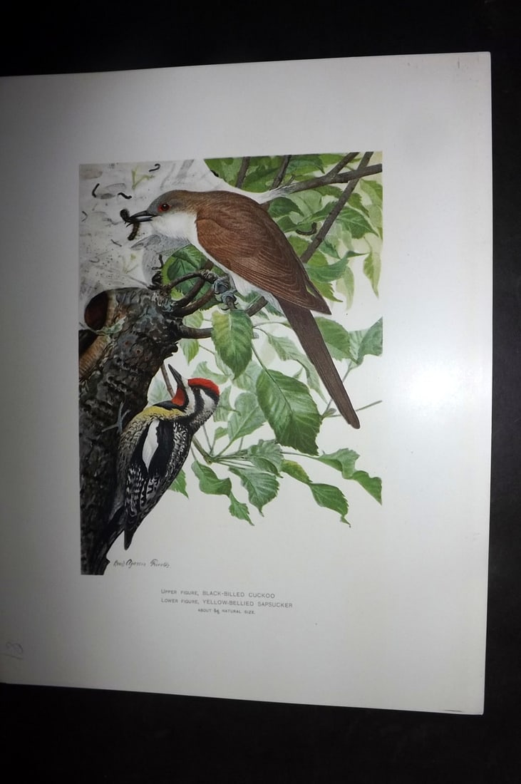 Ridgway & Fuertes 1902 Print. Black-Billed Cuckoo, Yellow Bellied Sapsucker (1 of 1)
