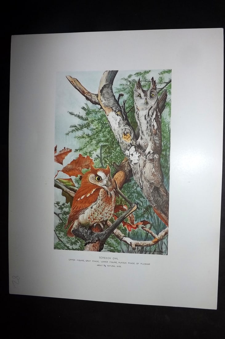 Ridgway & Fuertes 1902 Folio Bird Print. Screech Owl (1 of 1)