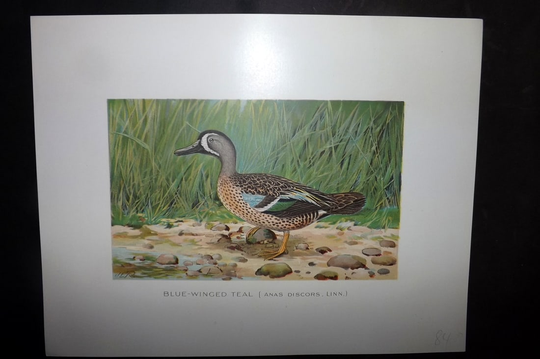 Ridgway & Fuertes 1902 Folio Bird Print. Blue Winged Teal: Chromolithograph Published 1902, Albany for "Fish and Game of the State of New York. Seventh Report" First and Deluxe Edition by the Forest, Fish and Game Commission of New York. Illustrated by Sherma