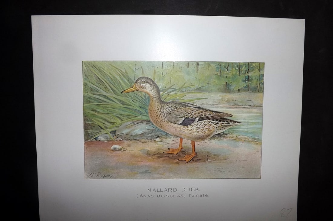 Ridgway & Fuertes 1902 Folio Bird Print. Mallard Duck - Female (1 of 1)