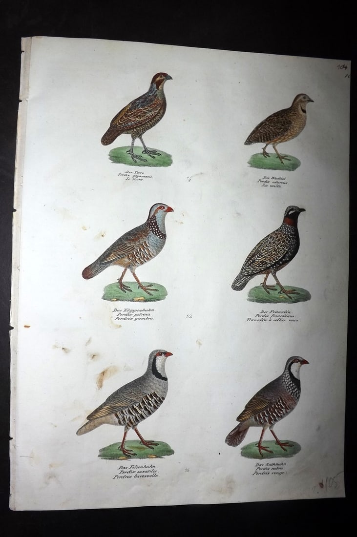 Schinz & Brodtmann 1830 Folio HCol Bird Print. Partridges 104: Folio Hand Colored Lithograph Published 1830, Zurich for "Naturgeschichte und Abbildungen der Vogel..." by Heinrich Rudolph Schinz. Lithographed by Karl Joseph Brodtmann. Paper Size: 12 x 8.25 inch (3