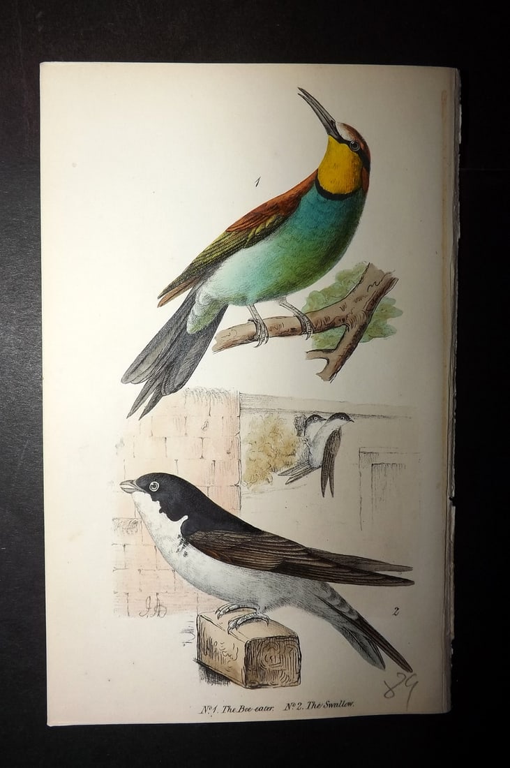 Tyas, Robert 1868 Hand Col Bird Print. Bee Eater, Swallow (1 of 1)