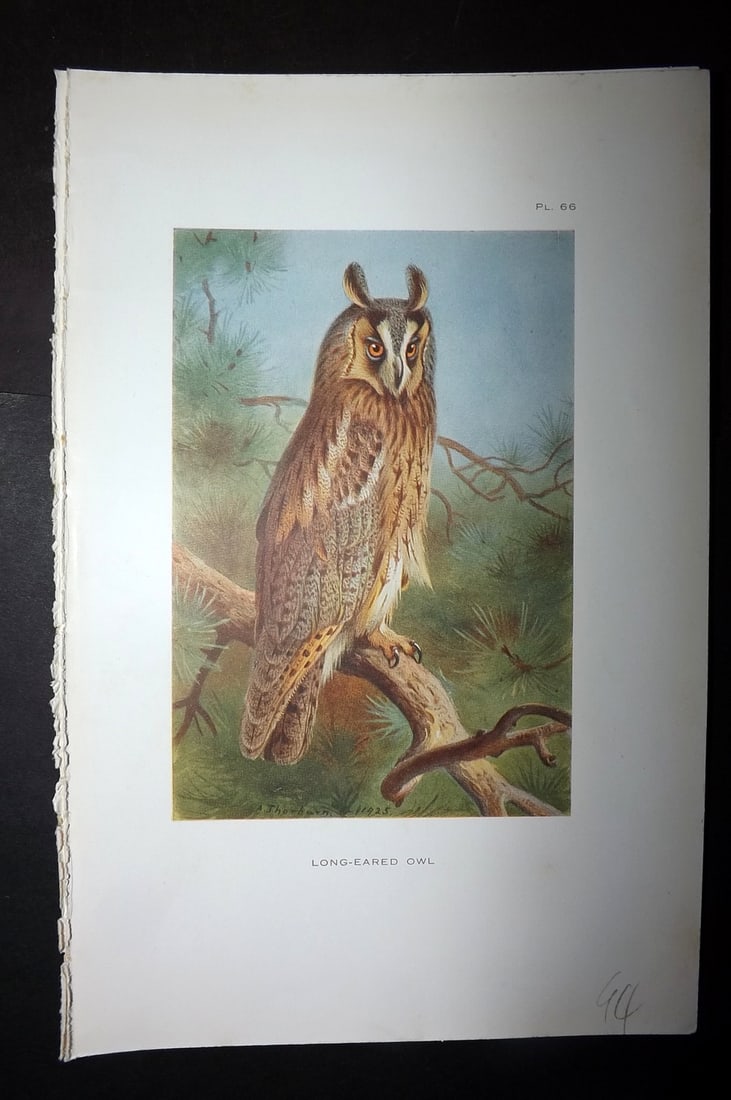 Thorburn, Archibald 1925 Antique Bird Print. Long Eared Owl 66: Offset Lithograph Published 1925-26, London for "British Birds" by Archibald Thorburn. Paper Size: 8.5 x 5.5 inch (22 x 14cm) Good Condition