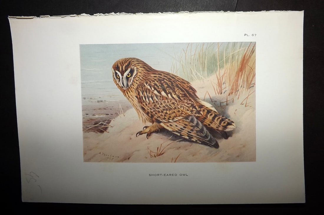 Thorburn, Archibald 1925 Antique Bird Print. Short Eared Owl 67: Offset Lithograph Published 1925-26, London for "British Birds" by Archibald Thorburn. Paper Size: 8.5 x 5.5 inch (22 x 14cm) Good Condition