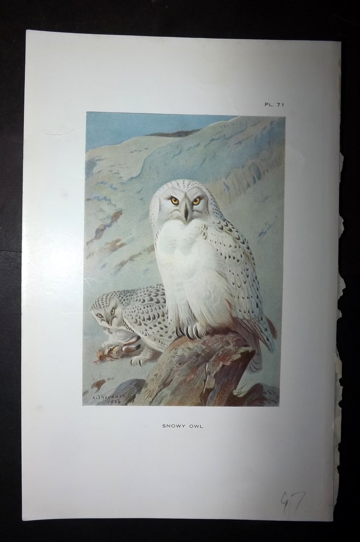 Thorburn, Archibald 1925 Antique Bird Print. Snowy Owl 71: Offset Lithograph Published 1925-26, London for "British Birds" by Archibald Thorburn. Paper Size: 8.5 x 5.5 inch (22 x 14cm) Good Condition