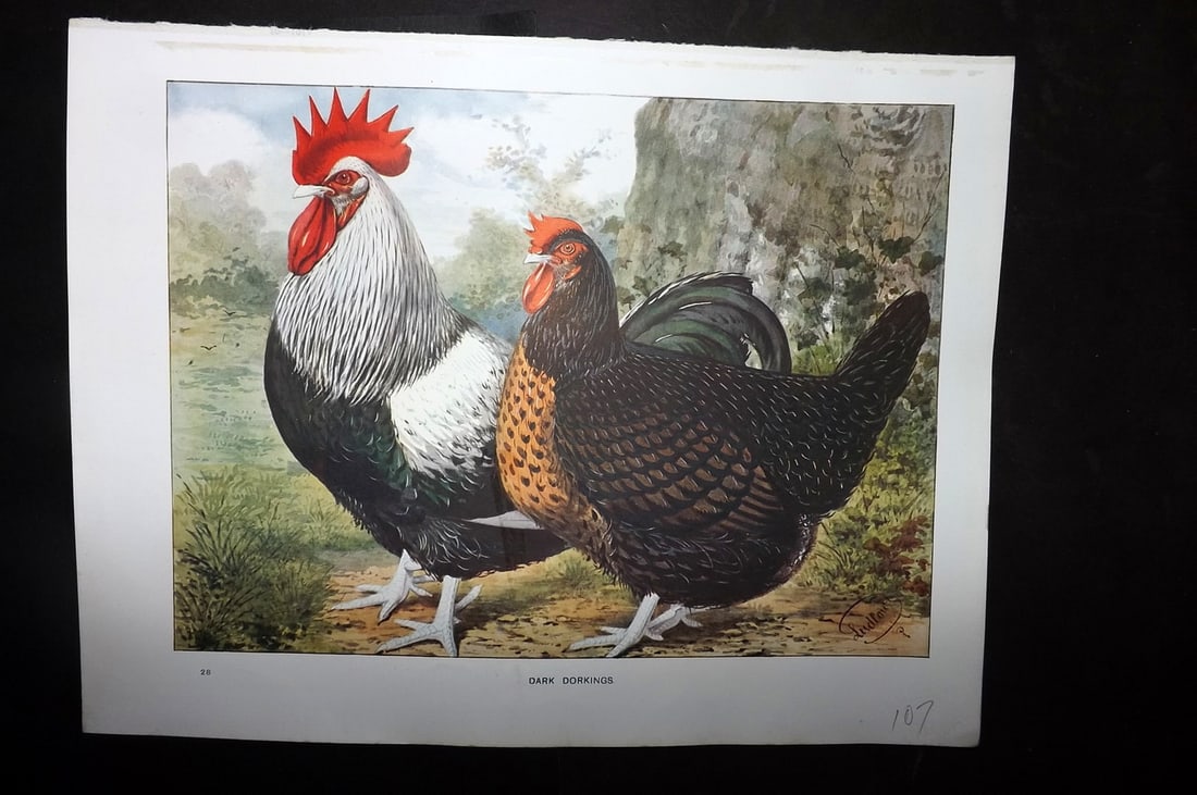 Wright & Ludlow C1910 Bird Poultry Print. Dark Dorkings (1 of 1)