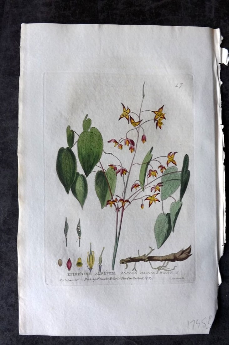 Baxter, William 1834 Hand Col Botanical Print. Alpine Barrenwort 47: Antique Etching Published 1834-43, Oxford for "British Phaenogamous Botany; or, Figures and Descriptions of British Flowering Plants" by William Baxter. Fine hand colour as issued. Paper Size: 9 x 5.5