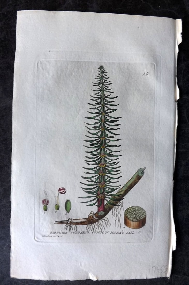 Baxter, William 1834 Hand Col Botanical Print. Common Mares-Tail 49: Antique Etching Published 1834-43, Oxford for "British Phaenogamous Botany; or, Figures and Descriptions of British Flowering Plants" by William Baxter. Fine hand colour as issued. Paper Size: 9 x 5.5