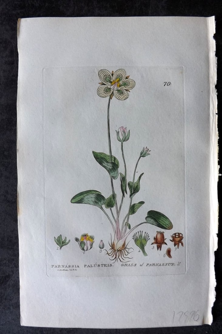 Baxter, William 1834 Hand Col Botanical Print. Grass of Parnassus 70: Antique Etching Published 1834-43, Oxford for "British Phaenogamous Botany; or, Figures and Descriptions of British Flowering Plants" by William Baxter. Fine hand colour as issued. Paper Size: 9 x 5.5