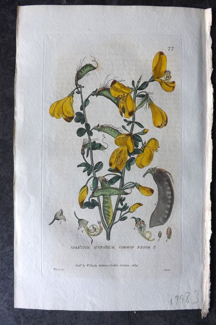 Baxter, William 1834 Hand Col Botanical Print. Common Broom 77: Antique Etching Published 1834-43, Oxford for "British Phaenogamous Botany; or, Figures and Descriptions of British Flowering Plants" by William Baxter. Fine hand colour as issued. Paper Size: 9 x 5.5