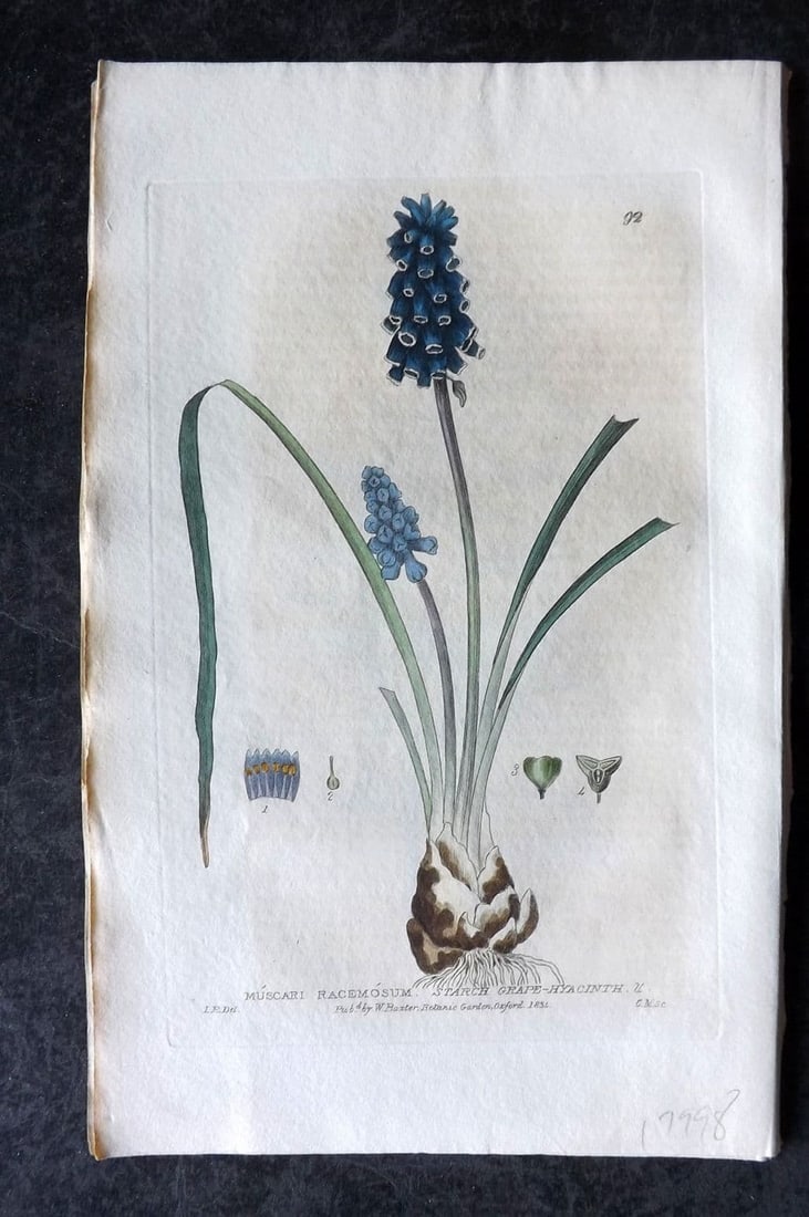Baxter, William 1835 Hand Col Botanical Print. Starch Grape-Hyacinth 92: Antique Etching Published 1834-43, Oxford for "British Phaenogamous Botany; or, Figures and Descriptions of British Flowering Plants" by William Baxter. Fine hand colour as issued. Paper Size: 9 x 5.5