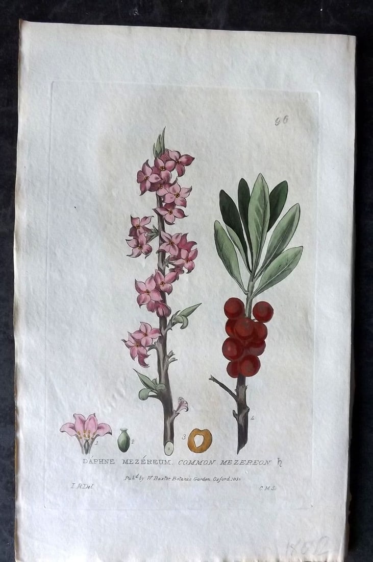 Baxter, William 1835 Hand Col Botanical Print. Common Mezereon 96: Antique Etching Published 1834-43, Oxford for "British Phaenogamous Botany; or, Figures and Descriptions of British Flowering Plants" by William Baxter. Fine hand colour as issued. Paper Size: 9 x 5.5