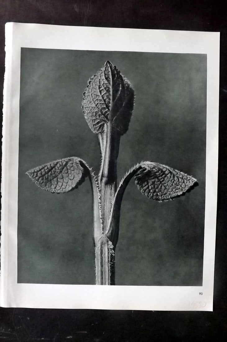 Blossfeldt, Karl 1942 Folio Vintage Botanical Print 90: Vintage Photogravure Published 1942, Berlin & Leipzig for "Wunder in der Natur" by Karl Blossfeldt. Reverse side blank. Paper Size: 12.5 x 10 inch (32 x 25cm) Good Condition
