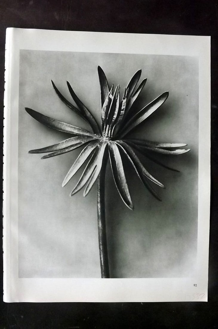 Blossfeldt, Karl 1942 Folio Vintage Botanical Print 92: Vintage Photogravure Published 1942, Berlin & Leipzig for "Wunder in der Natur" by Karl Blossfeldt. Reverse side blank. Paper Size: 12.5 x 10 inch (32 x 25cm) Good Condition
