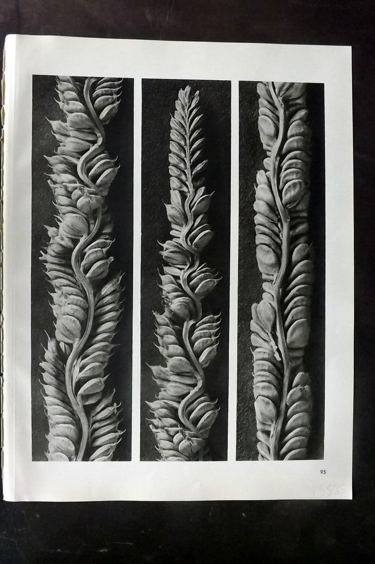 Blossfeldt, Karl 1942 Folio Vintage Botanical Print 95: Vintage Photogravure Published 1942, Berlin & Leipzig for "Wunder in der Natur" by Karl Blossfeldt. Reverse side blank. Paper Size: 12.5 x 10 inch (32 x 25cm) Good Condition