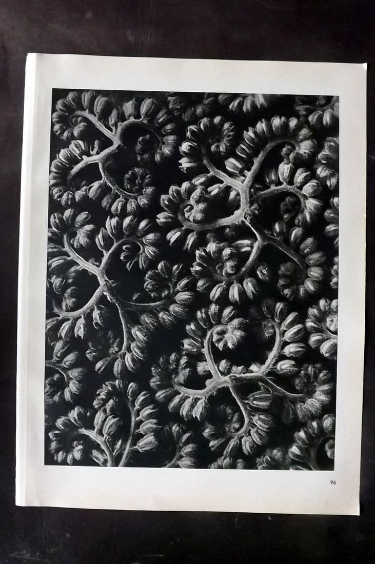 Blossfeldt, Karl 1942 Folio Vintage Botanical Print 96: Vintage Photogravure Published 1942, Berlin & Leipzig for "Wunder in der Natur" by Karl Blossfeldt. Reverse side blank. Paper Size: 12.5 x 10 inch (32 x 25cm) Good Condition