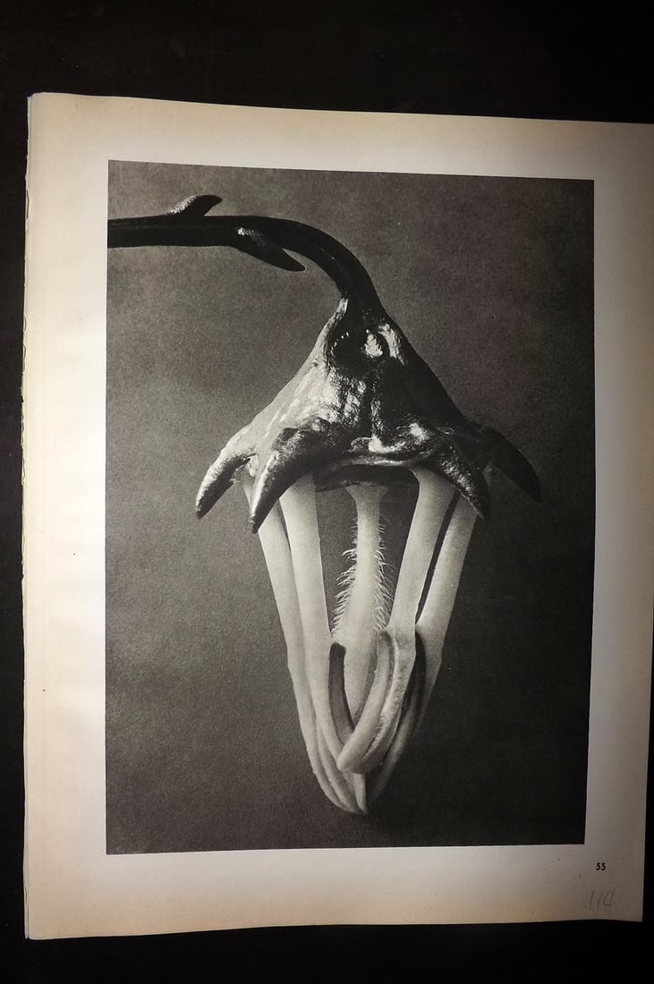 Blossfeldt, Karl 1942 Folio Vintage Botanical Print 55: Photogravures Published 1953, Berlin for "Urformen der Kunst" by Karl Blossfeldt. Reverse side blank. Paper Size: 12.5 x 10 inch (32 x 25cm) Good Condition